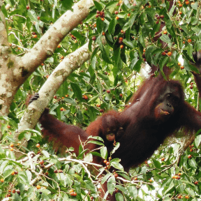 Florence L. - Voyage à Bornéo, Malaisie