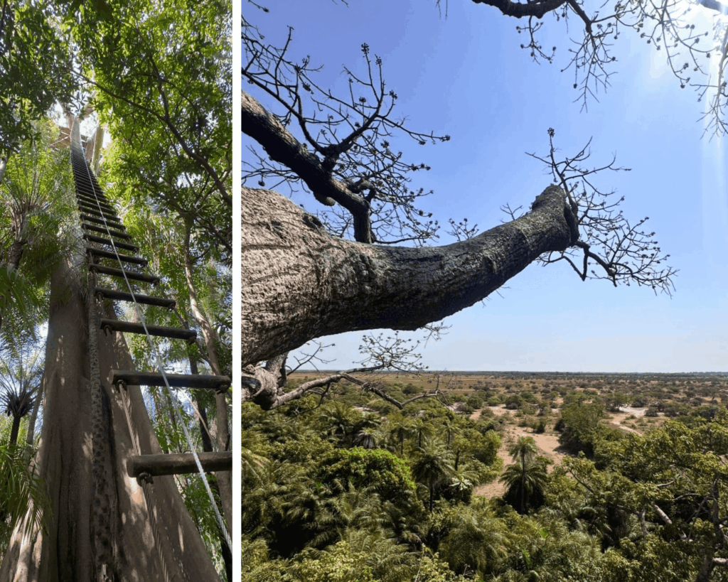 Voyager Casamance Fromager Sénégal