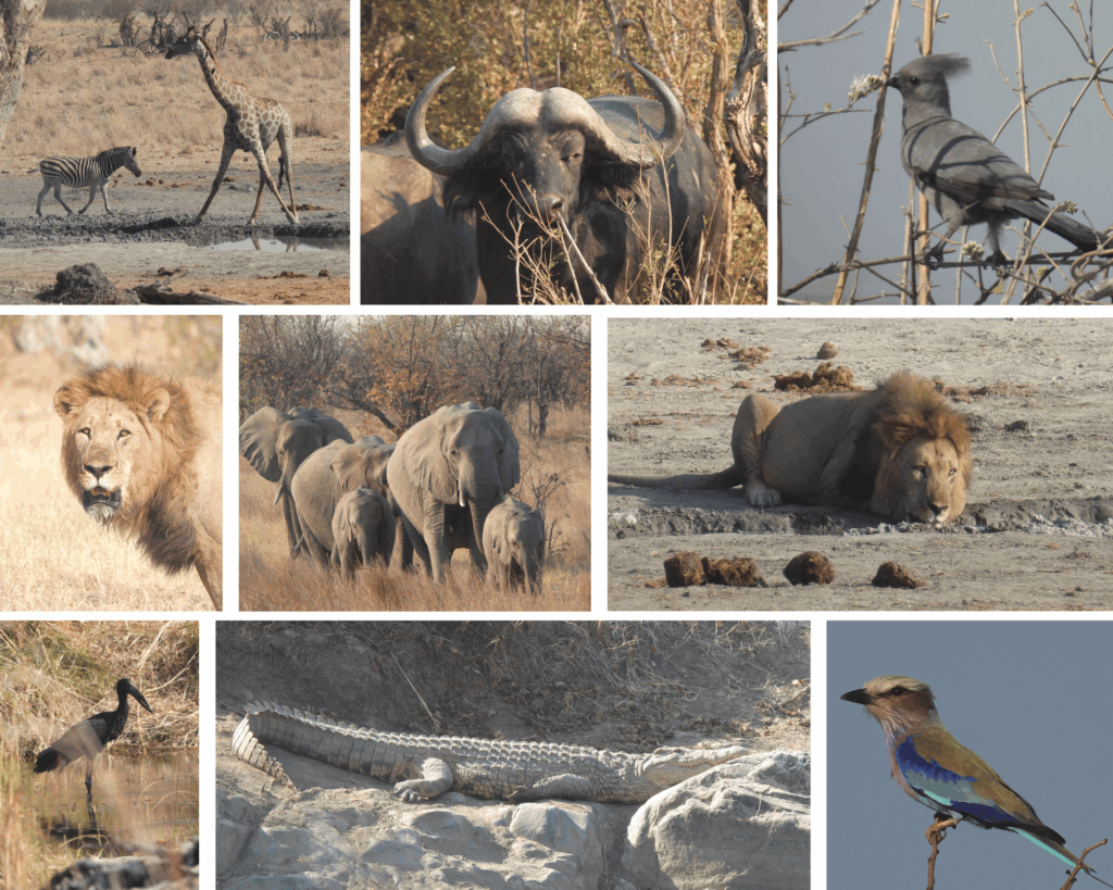 safari-hwange-zimbabwe-afrique
