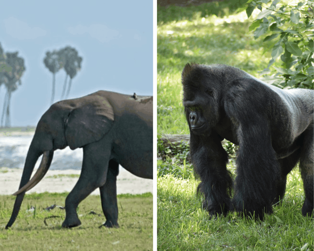 voyager afrique été gabon congo