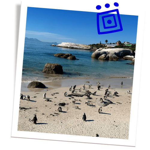 conseils-voyager-afrique-du-sud-manchots-cap