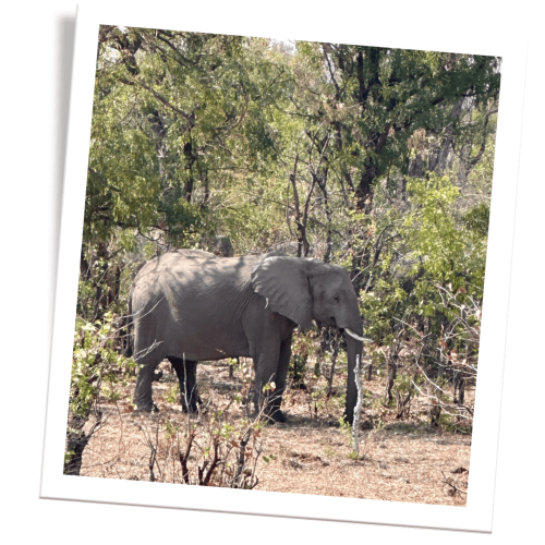 conseils-voyager-zimbabwe-elephant